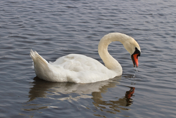 Swans on the water. - Photo, Image