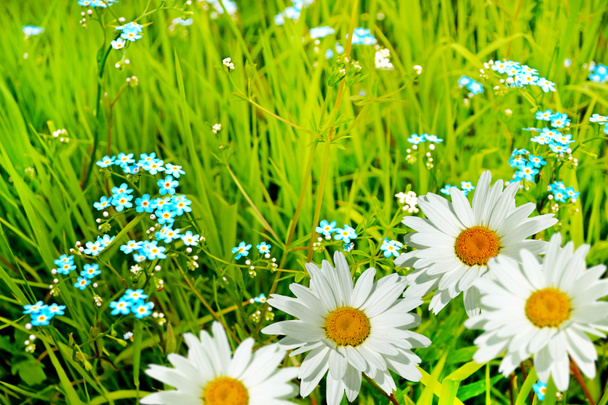 Ромашки из полевых цветов
 - Фото, изображение