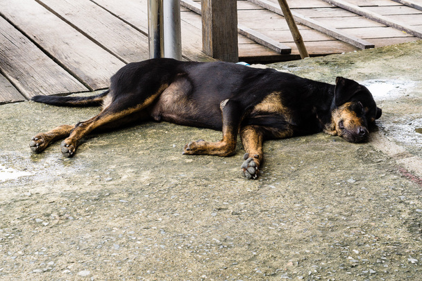Bezdomny pies samotny ulicy - Zdjęcie, obraz
