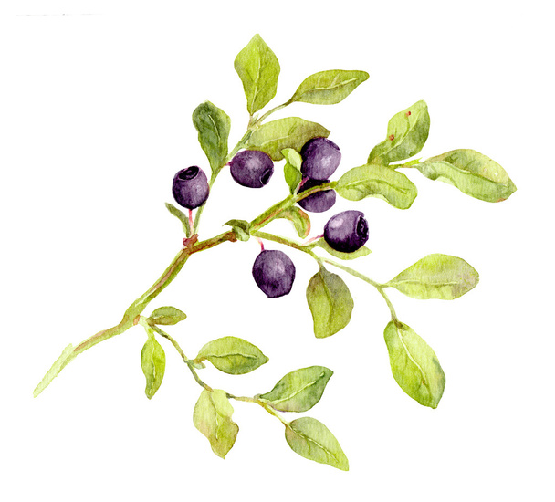 Blueberry branch with leaves and berries. Watercolor - Φωτογραφία, εικόνα