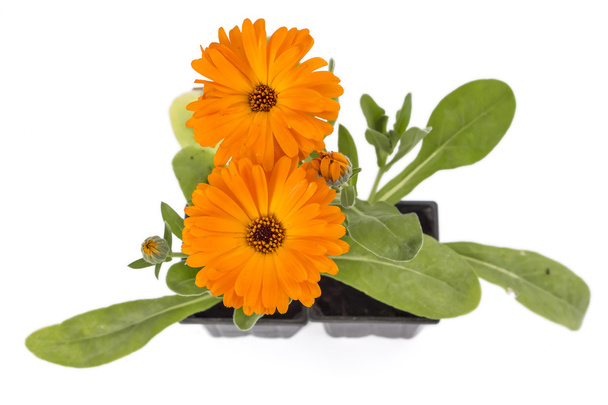 Marigoldin kukat
 - Valokuva, kuva