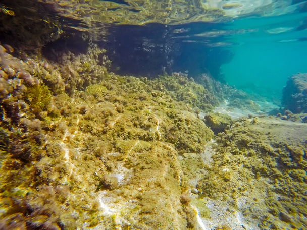 Gelbe Algen und blaues Wasser in Sardinen - Foto, Bild