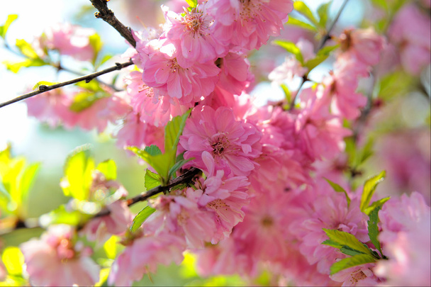 Sakura - Photo, Image