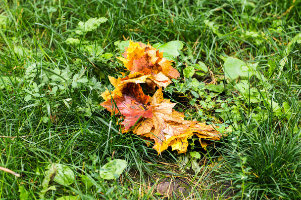 intensiv buntes Herbst-Ahornblatt - Foto, Bild