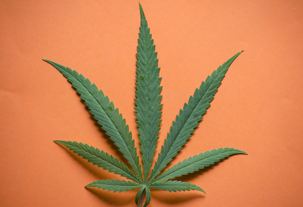 planta y hoja de cannabis sobre fondo coloreado
 - Foto, imagen