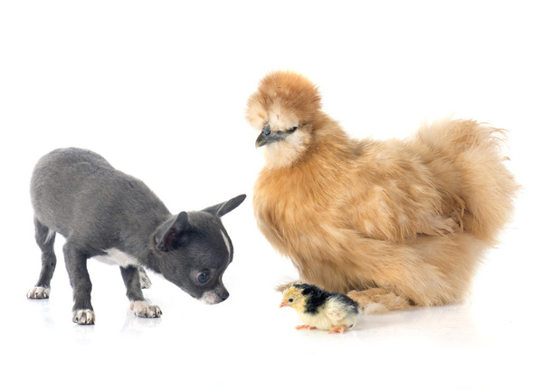 silkie chicken and chihuahua - Fotoğraf, Görsel