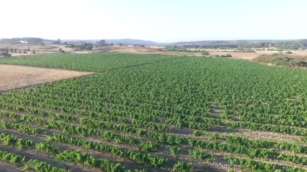 Aerial from a wine field in Portugal - Footage, Video