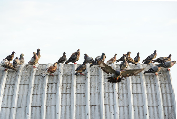 piccioni sul tetto causando problemi
 - Foto, immagini