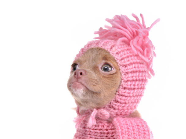 Portrait of chihuahua puppy wearing pink hat - Photo, Image