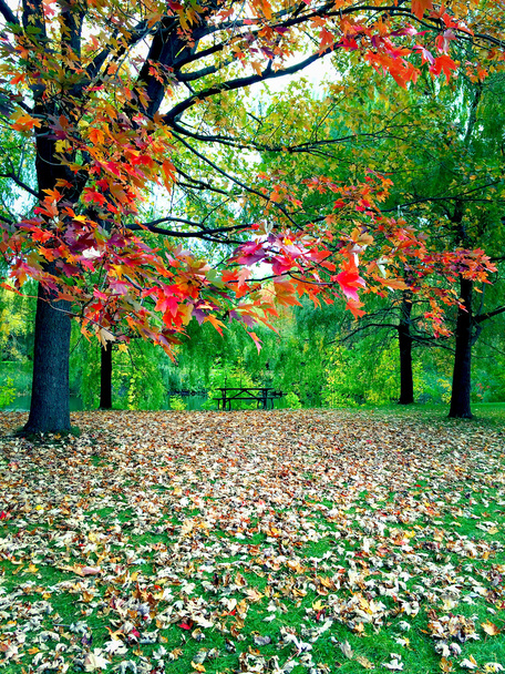 Paisaje de otoño vibrante
 - Foto, imagen