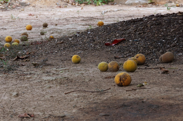 спелые плоды сантола
 - Фото, изображение