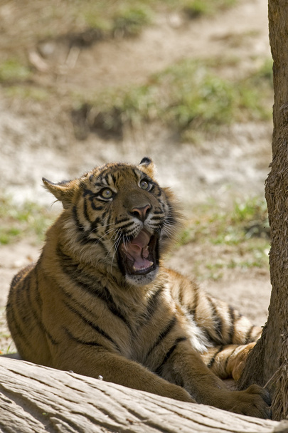 6 μηνών τίγρη της Σουμάτρας χασμουρητό - Φωτογραφία, εικόνα