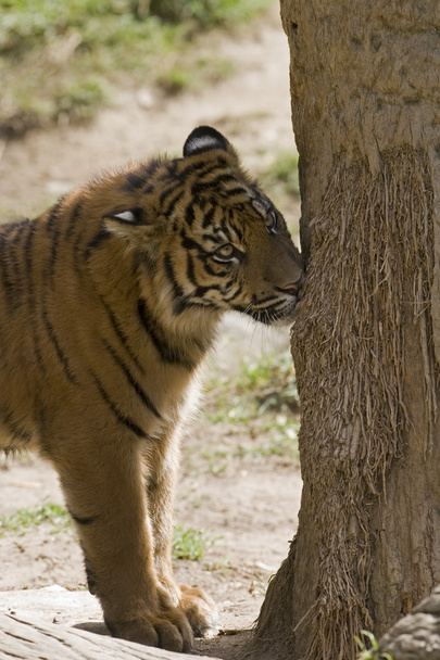 6 Mês de idade Sumatra Tigre perfume marcando uma árvore
 - Foto, Imagem