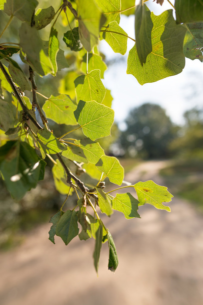 Arkadan aydınlatmalı Popuplus Alba yeşil şeffaf yaprakları, kavak olarak da adlandırılır. Güçlü güneş ışığı altında damarlar görünür. - Fotoğraf, Görsel