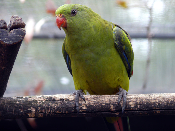 Regent parrot - Fotoğraf, Görsel