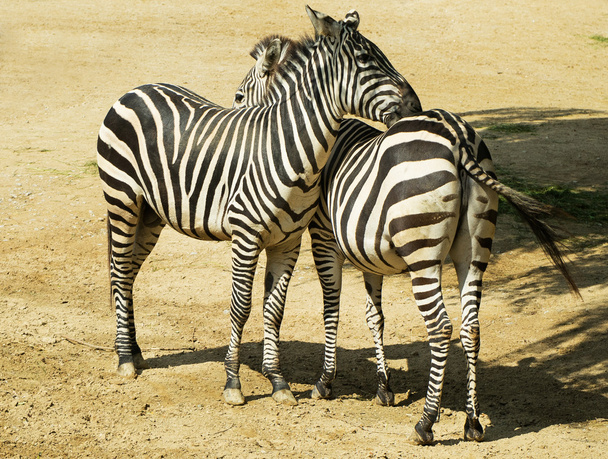 Two zebras in zoo in Germany - Фото, изображение