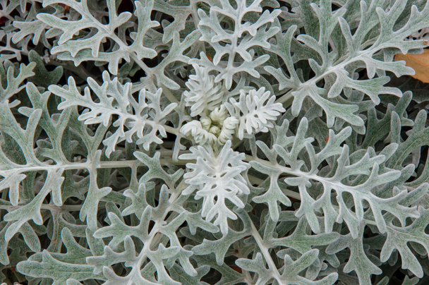 Цинерарія морських в осінній саду - Фото, зображення