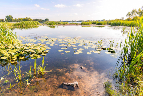 Riet en waterlelies in de rivier - Foto, afbeelding