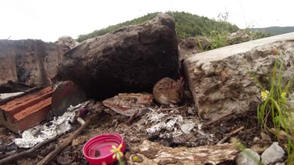 Avonturen van een muis in een tent kleine wilde grijze veldmuis, sloop uit de vuilnisbelt (waar ze woont) in mijn toeristische tent Muis Poseren voor de camera en dan ontvangt betaling in de vorm van plakjes brood - Video