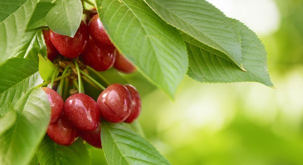 chutné červené třešně na stromě - Fotografie, Obrázek