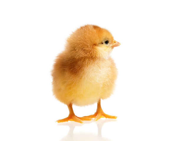 Little chick - Photo, Image