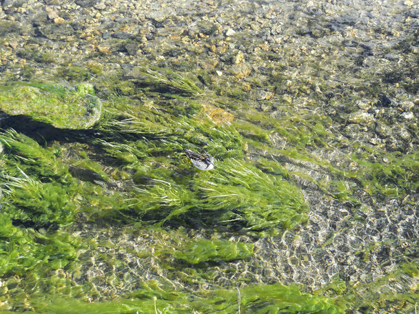 détail du ruisseau avec canard
 - Photo, image