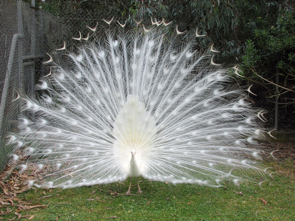 White peacock - 写真・画像
