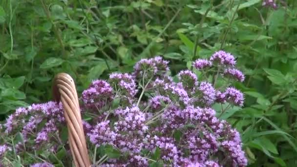 Freshly picked flowering oregano - Footage, Video