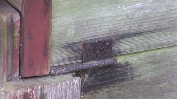 alter moosiger Bienenkorb in verfallenem Bauerngarten - Filmmaterial, Video