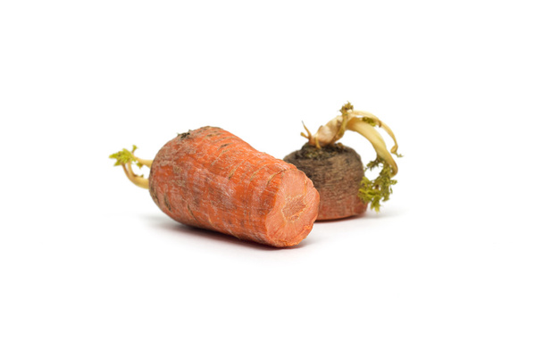 Viejas zanahorias germinadas. Foto:
. - Foto, imagen
