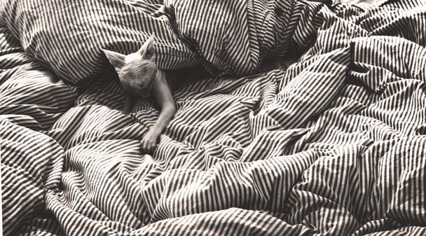 Sphinx in a striped blanket - Photo, Image