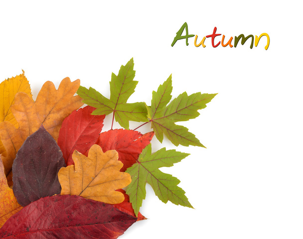 Fundo colorido de folhas de outono isolado
 - Foto, Imagem