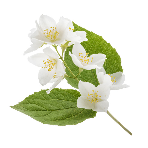 Yasemin çiçeği üzerinde beyaz izole - Fotoğraf, Görsel