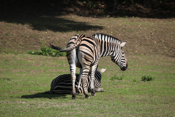 Chapman's zebras (Equus quagga chapmani). - Photo, image