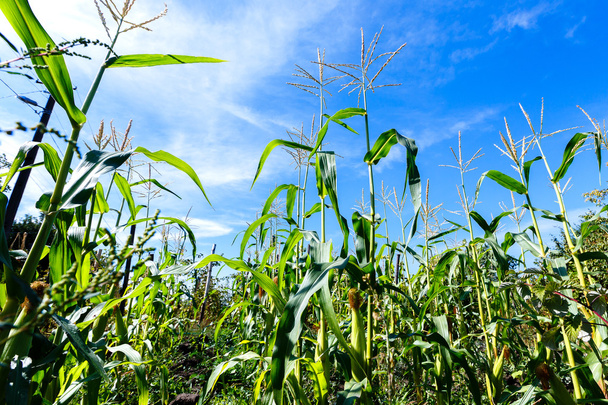 kukurydza kapusty na tle błękitnego nieba, widok z dołu - Zdjęcie, obraz
