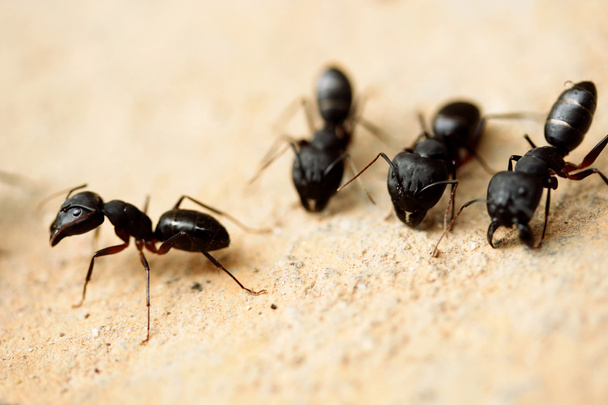 Gruppo di formiche falegname
 - Foto, immagini