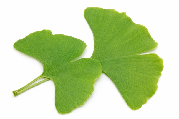 Dos hojas de ginkgo
 - Foto, imagen