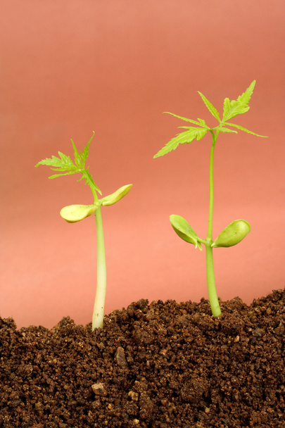 Stages of the plant development - Photo, Image