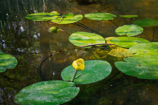 Lírio de água amarela
 - Foto, Imagem