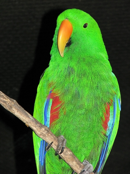 Еклектус папуга
 - Фото, зображення
