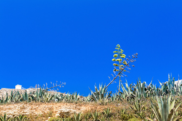 Malta Adası'nda çiçeklenme agav - Fotoğraf, Görsel