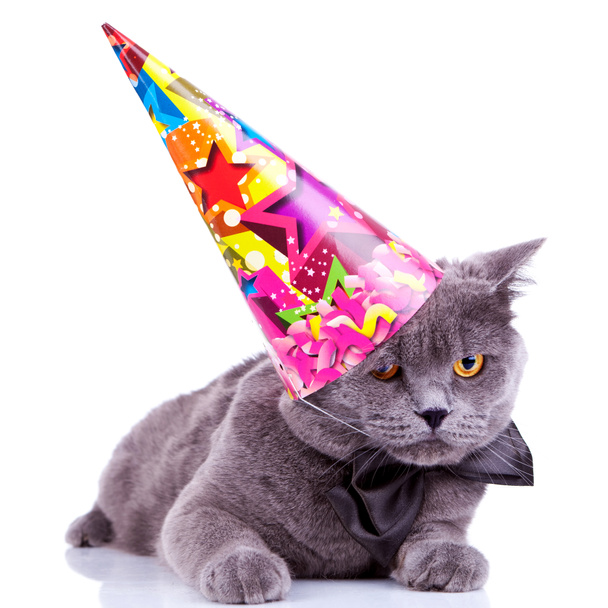 büyük İngiliz parti kedi - Fotoğraf, Görsel
