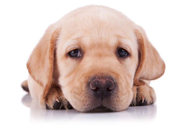 triest kleine labrador retriever pup - Foto, afbeelding