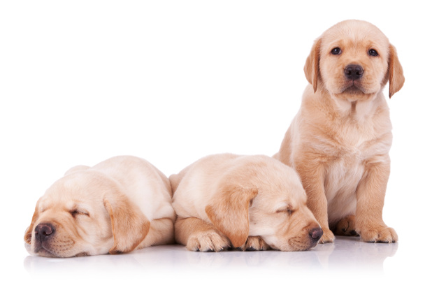drie schattige kleine labrador retriever puppy - Foto, afbeelding