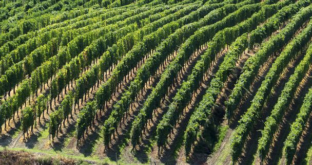 Wijngaarden in Oltrepo Pavese (Italië) - Foto, afbeelding
