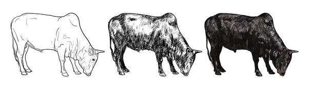 Малювання бика
 - Вектор, зображення