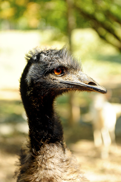 Vértes az emu - Fotó, kép