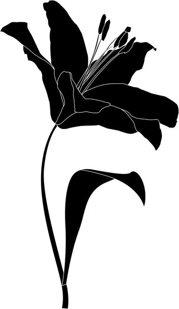 Lily illustration - Valokuva, kuva