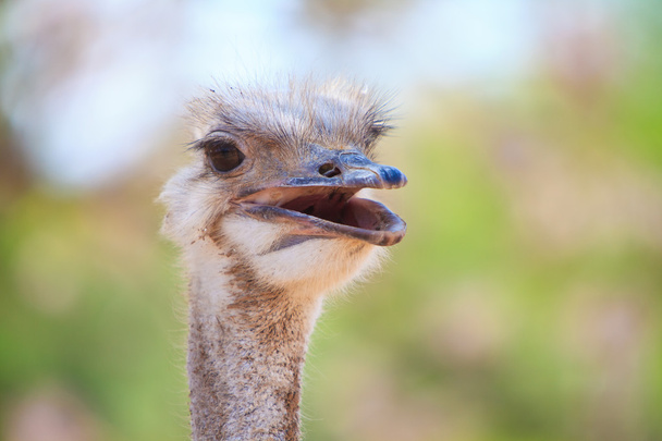 Ostrich bird in closeup - Foto, Imagem