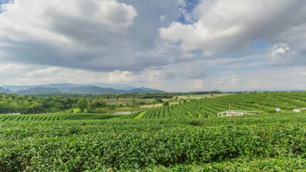 Tea plantation in Thailand. - Footage, Video
